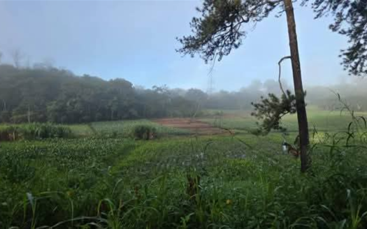 🌿🚜 Terreno en Venta  6.2 manzanas | Santa Cruz de Yojoa – El Bambú, Agua Azul