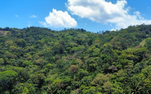 🌿🌳 Propiedad en Venta de 36 manzanas | Tela