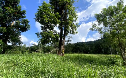 🌿🚜 Se Vende Propiedad de 14 Manzanas en Cuyamelito, Omoa – Cortés
