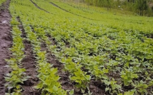 🔥🌳 ¡GANGA! PROPIEDAD DE 10 MANZANAS EN VENTA EN JACALEAPA, DANLÍ, EL PARAÍSO 🇭🇳